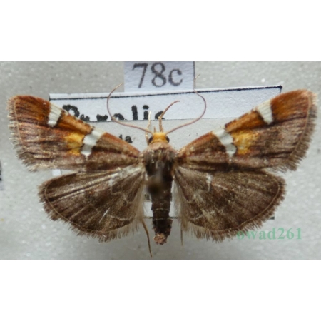 Pyralis regalis Denis & Schiffermüller, 1775 Slovakia78c